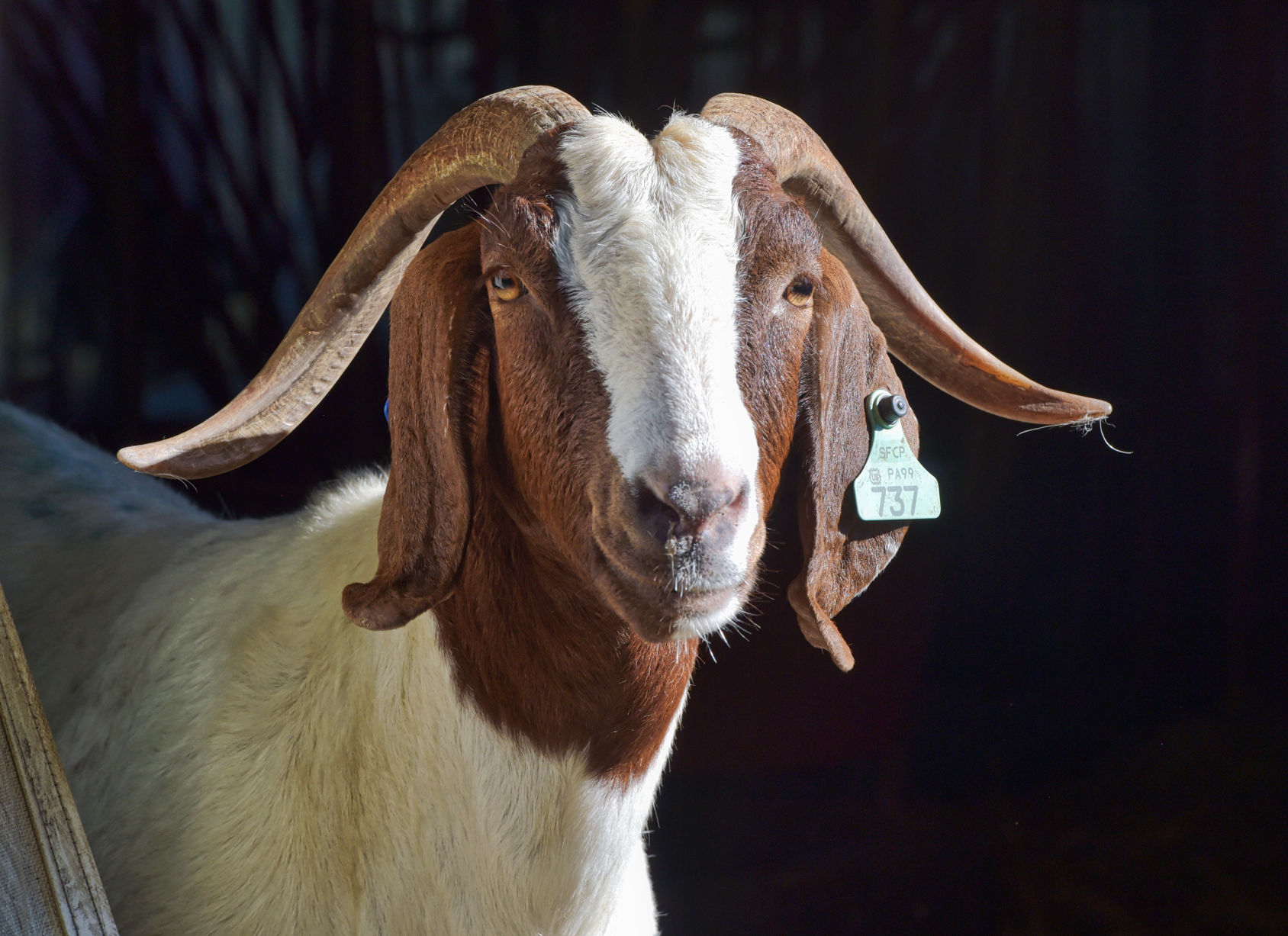 Boer goats 5